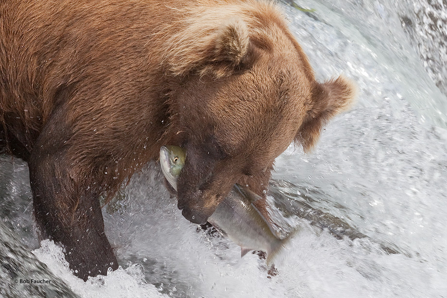 Young bear catches a salmon leaping up Brooks Falls