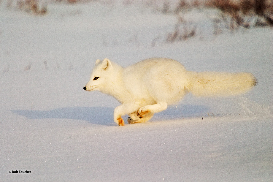 In the late afternoon a spirited Arctic fox (Vulpes lagopus) cavorts in the snow around the camp tempting the dogs, out of the...
