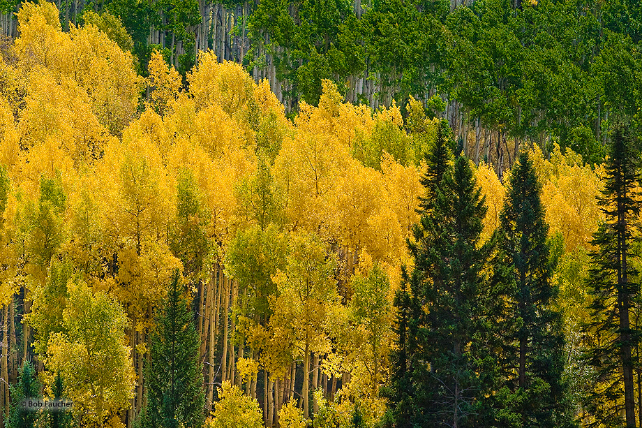 Broad swaths of green and yellow aspens are interrupted by a few conifers.