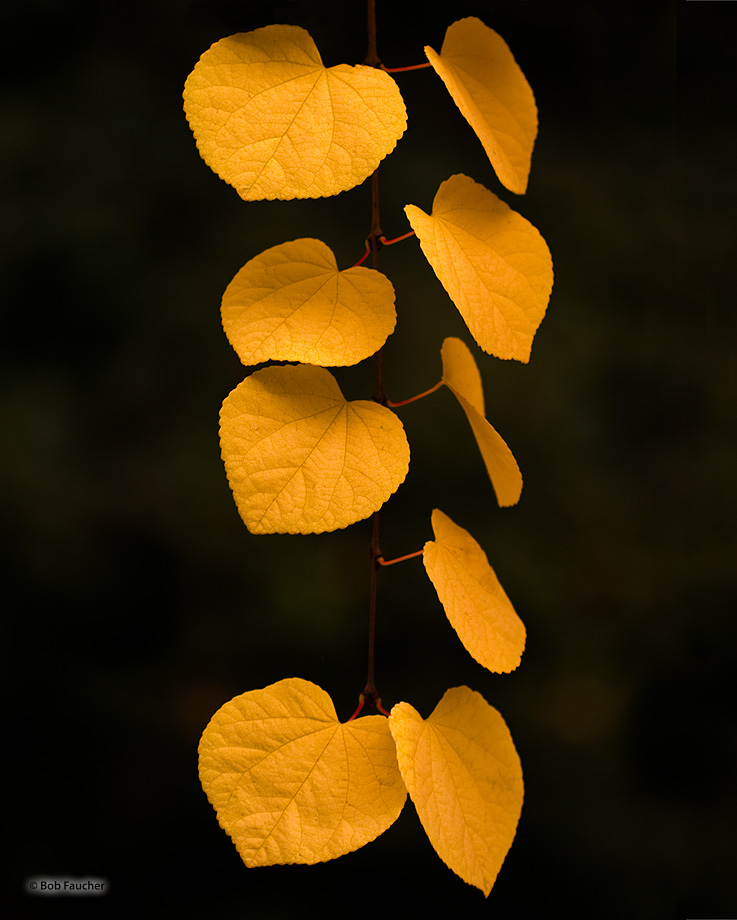 Cercidiphyllum japonicum, known as the Katsura, is a species of flowering tree in the family Cercidiphyllaceae native to China...