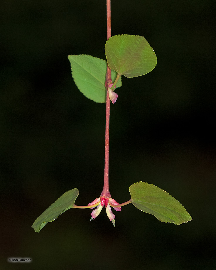 Cercidiphyllum japonicum, known as the Katsura, is a species of flowering tree in the family Cercidiphyllaceae native to China...