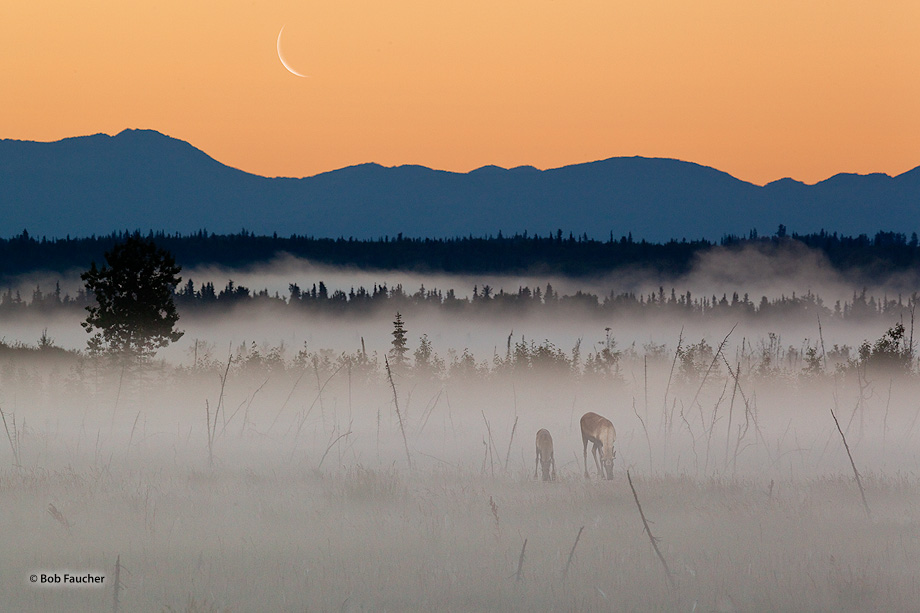 Caribou cow and calf graze on lichens in the wetlands along the Kenai River, blanketed in fog, at dawn with a waning crescent...