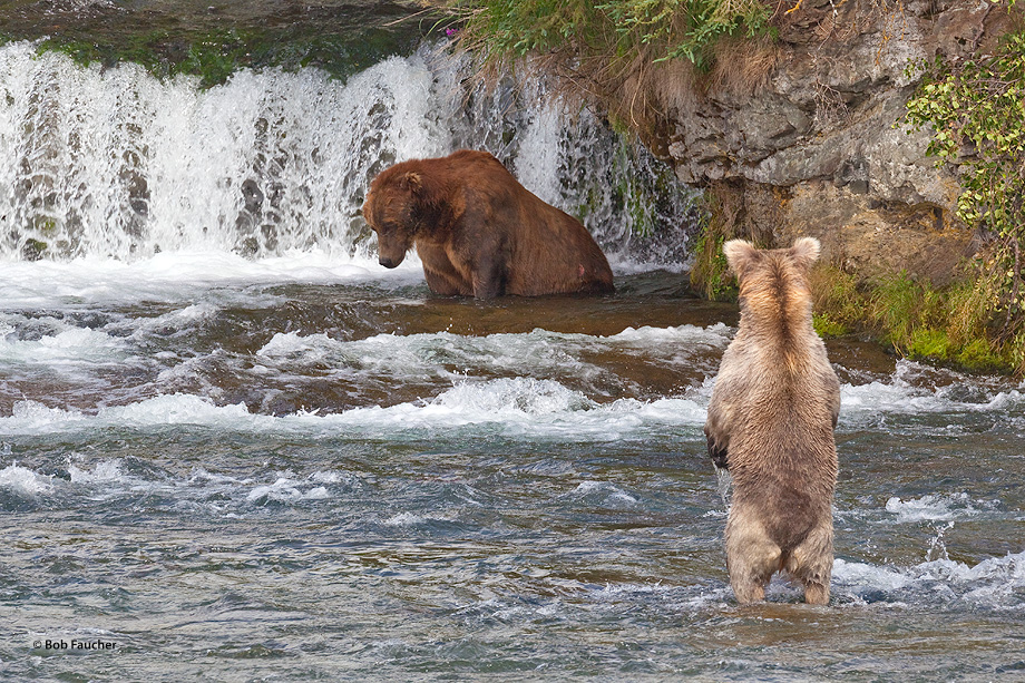 Subadult bear watches a mature bear to learn his fishing tactics. In this case the older bear is sitting in a hole, motionless...