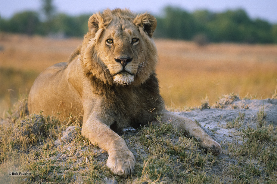 Wild animals, even the top predator, do not like to make eye contact. It is very stressful. They make fleeting glances. A camera...