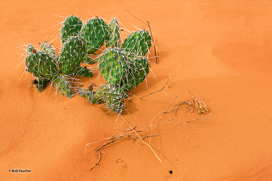 Prickly Pear cactus thrives in the shifting sands while the grasses submit to the harsh environment. Tracks and burrows of small...