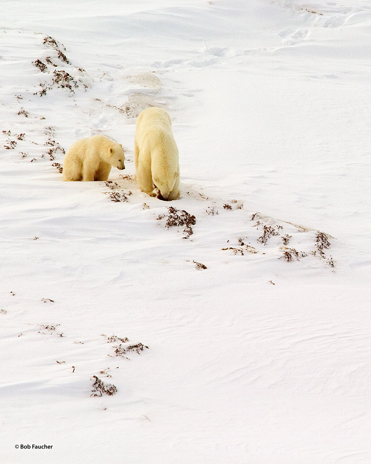 A polar bear sow (Ursus maritimus) teaches her cub how to forage for food in the kelp