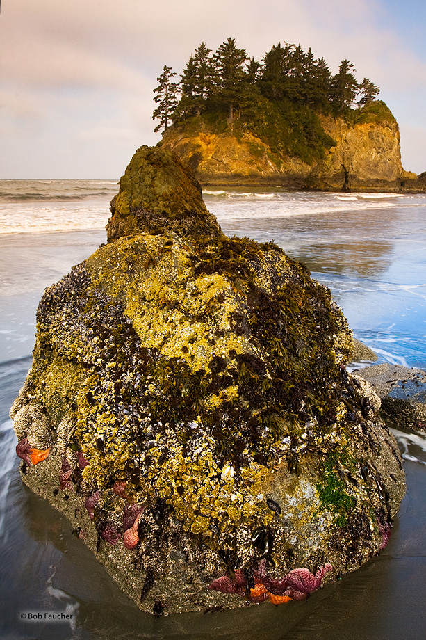 Starfish of numerous sizes and colors cling to the barnacle-encrusted foreground rock on Trinidad Beach while the face of Pewetole...
