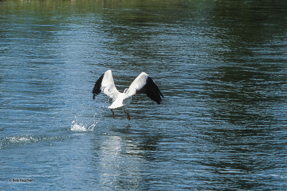 American white pelican (Pelecanus erythrorhynchos) taking flight. The most unique looking of all of Yellowstone's waterfowl is...