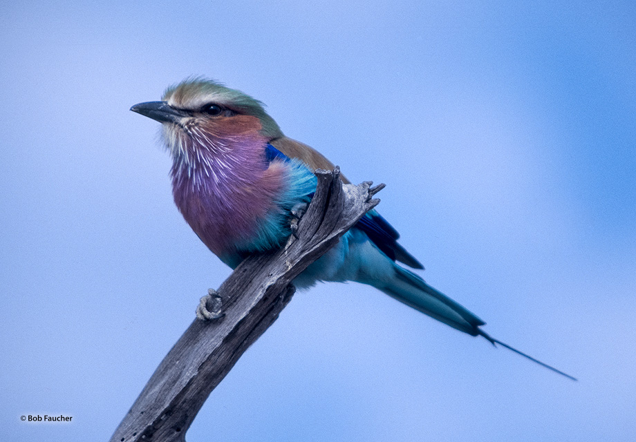 The lilac-breasted roller (Coracias caudatus), usually found alone or in pairs, perches conspicuously at the tops of trees, poles...