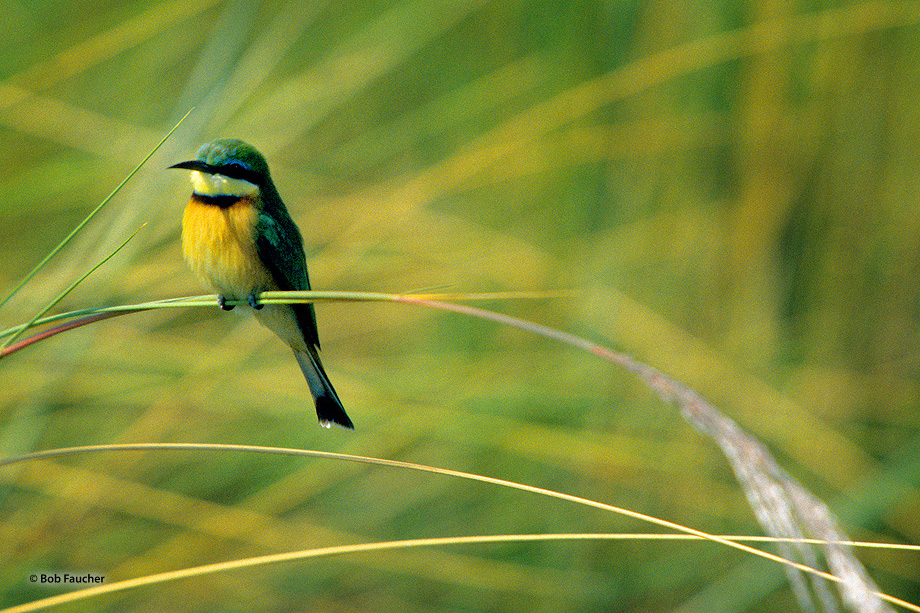 The little bee-eater (Merops pusillus) is a near passerine bird. This is an abundant and tame bird, familiar throughout its range...