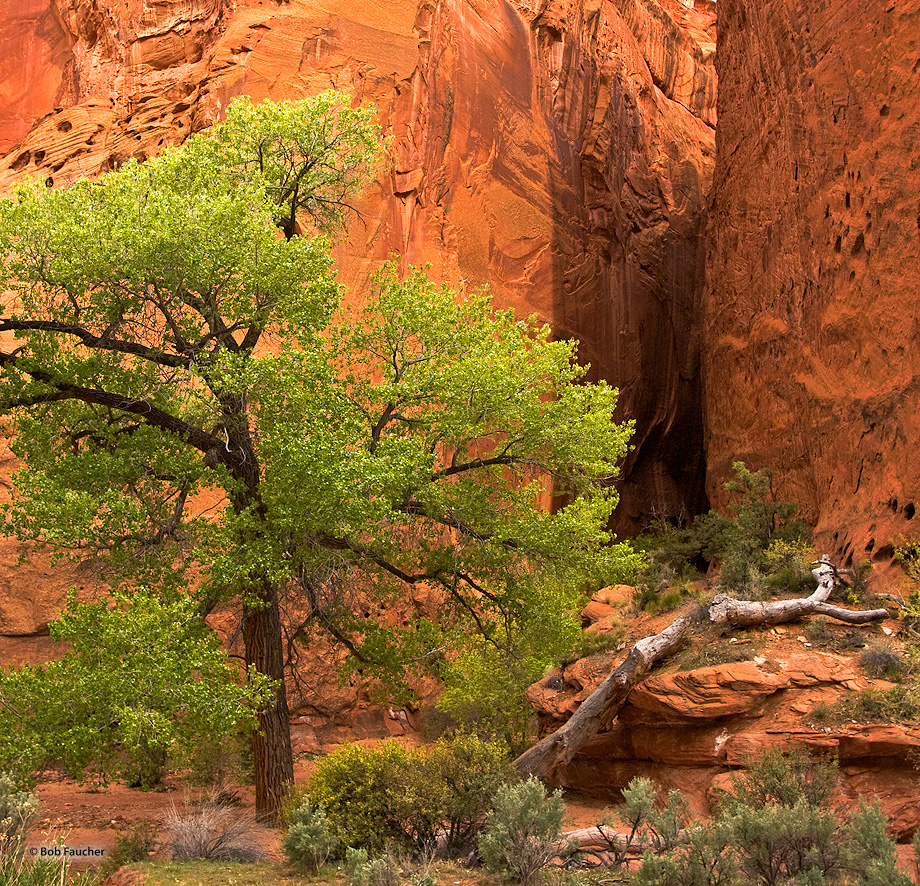 Long Canyon is a narrow, sheer-sided drainage filled with colorful fallen rock and punctuated with a few slot canyons in its...