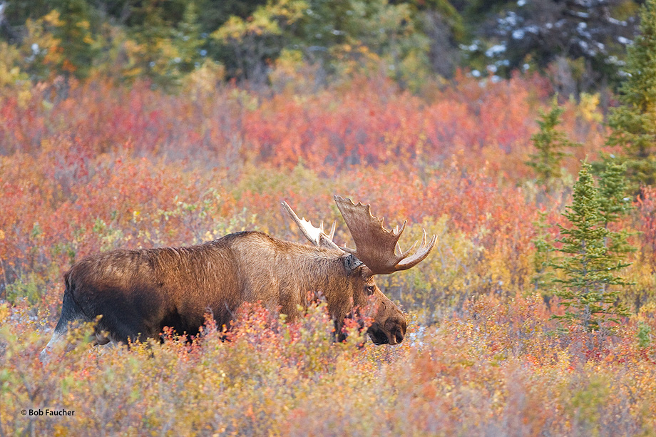 This magnificent bull moose was singularly focused on the rut as he wandered through the taiga following a pair of cows, completely...