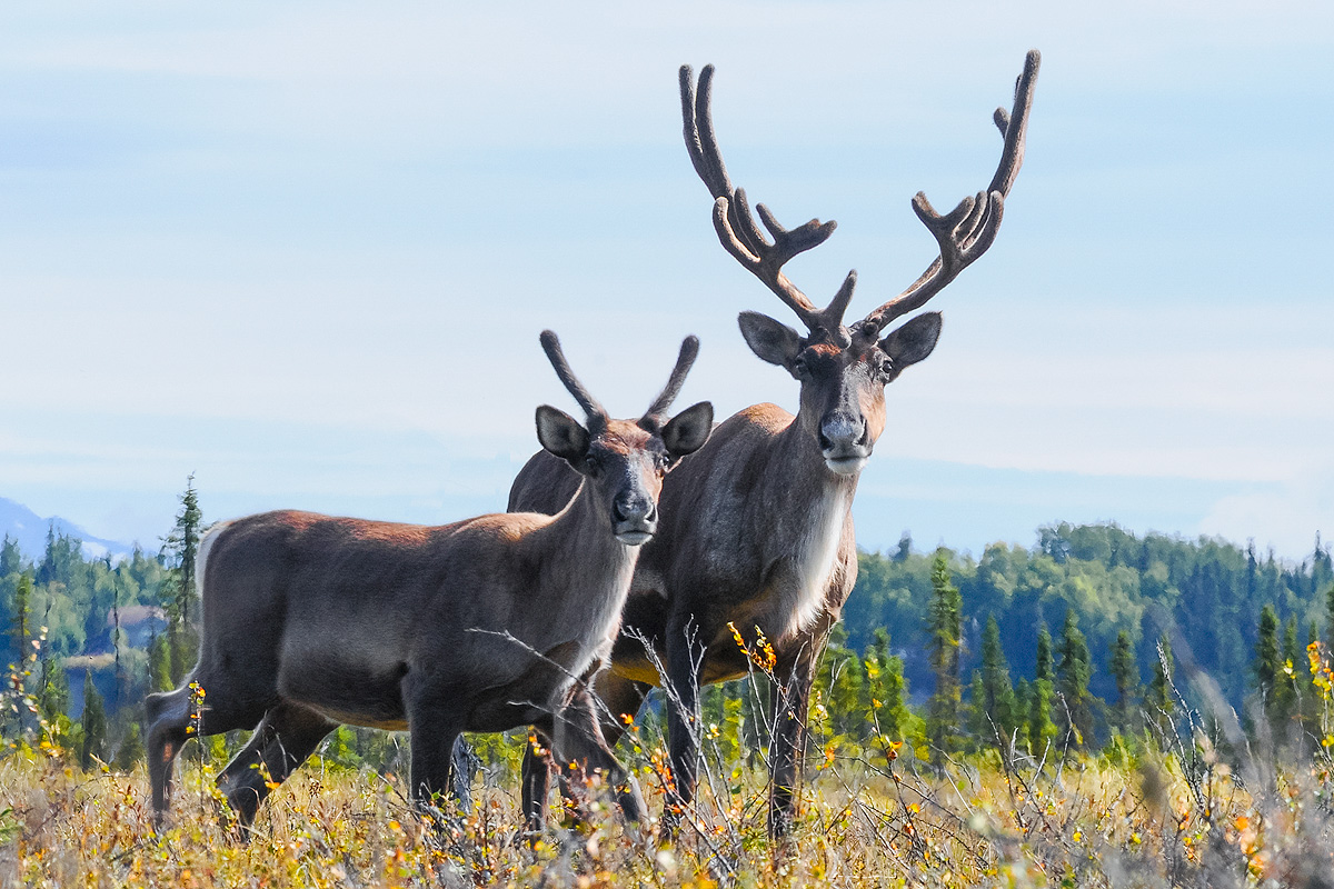 With their antlers still covered with velvet, a curious pair of the Kenai Wetlands Caribou Herd look intently at the photographer...