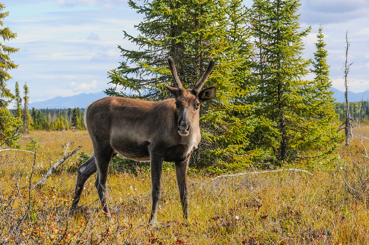 Cautious female caribou approaches the photographer in the Kenai Wetlands. Photo © copyright by Michele Faucher.