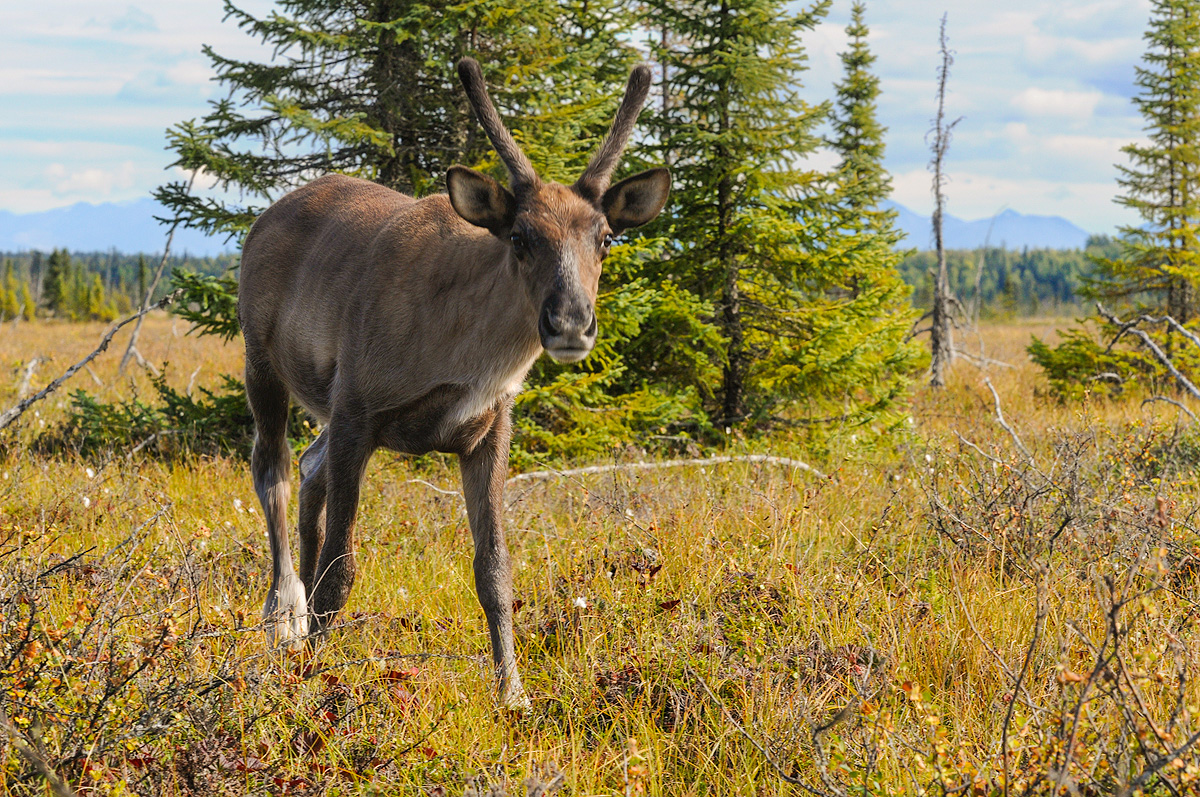 An intrigued female caribou in the Kenai Wetlands boldly approaches the photographer. Photo © copyright by Michele Faucher.