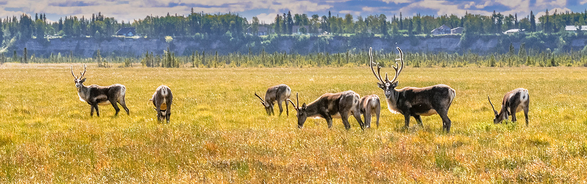 The Alpha male caribou maintains his vigilance over his harem of females and a couple of young males. Photo © copyright by Michele...