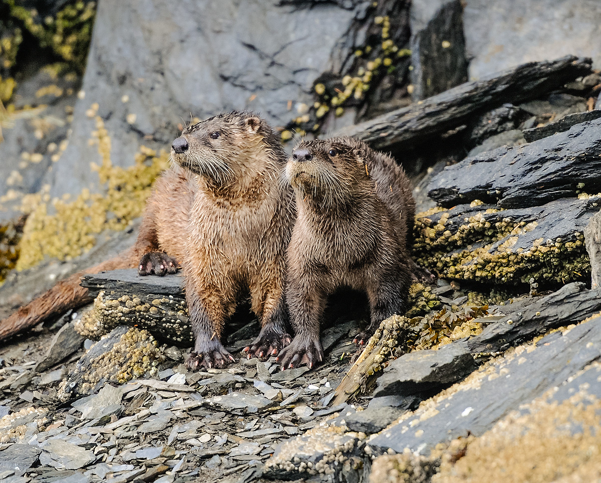 Mother and young male otter pose for the photographer on the rocky shore of Markar Bay in the Kodiak archipelago. Photo © copyright...