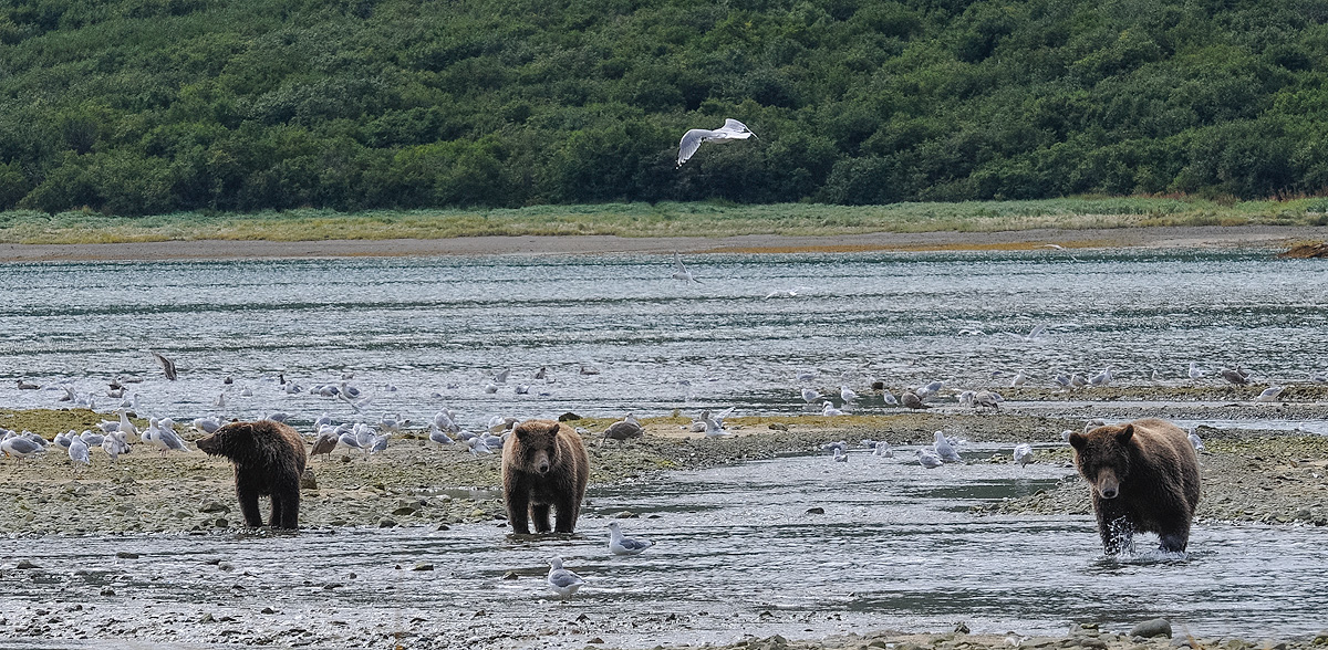 Mother and two cub Brown bears forage for clams and salmon on the beach at Geographic Harbor in Katmai NP, Alaska. Photo © copyright...