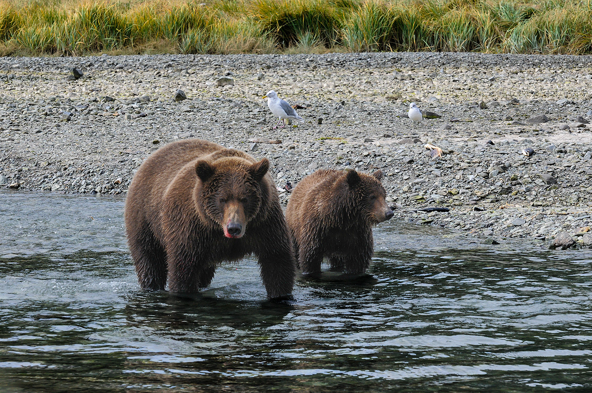 Mother Brown bear and her cub work the shalllow streams flowing into Geographic Harbor in Katmai NP, Alaska. Photo © copyright...