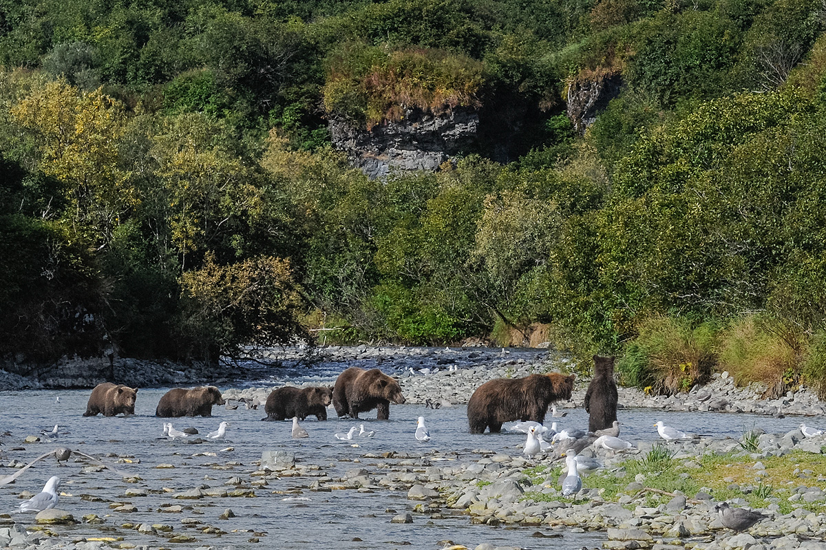 Two families of Brown bears, a mother and three cubs, and a mother with one cub, reluctantly share a fishing hole in a river...