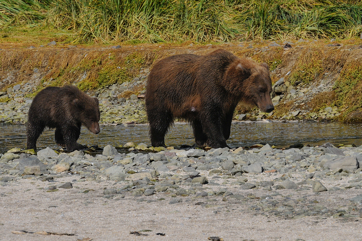 Mother Brown bear and cub search for salmon along a river that flows through Geographic Harbor in Katmai NP. Photo © copyright...