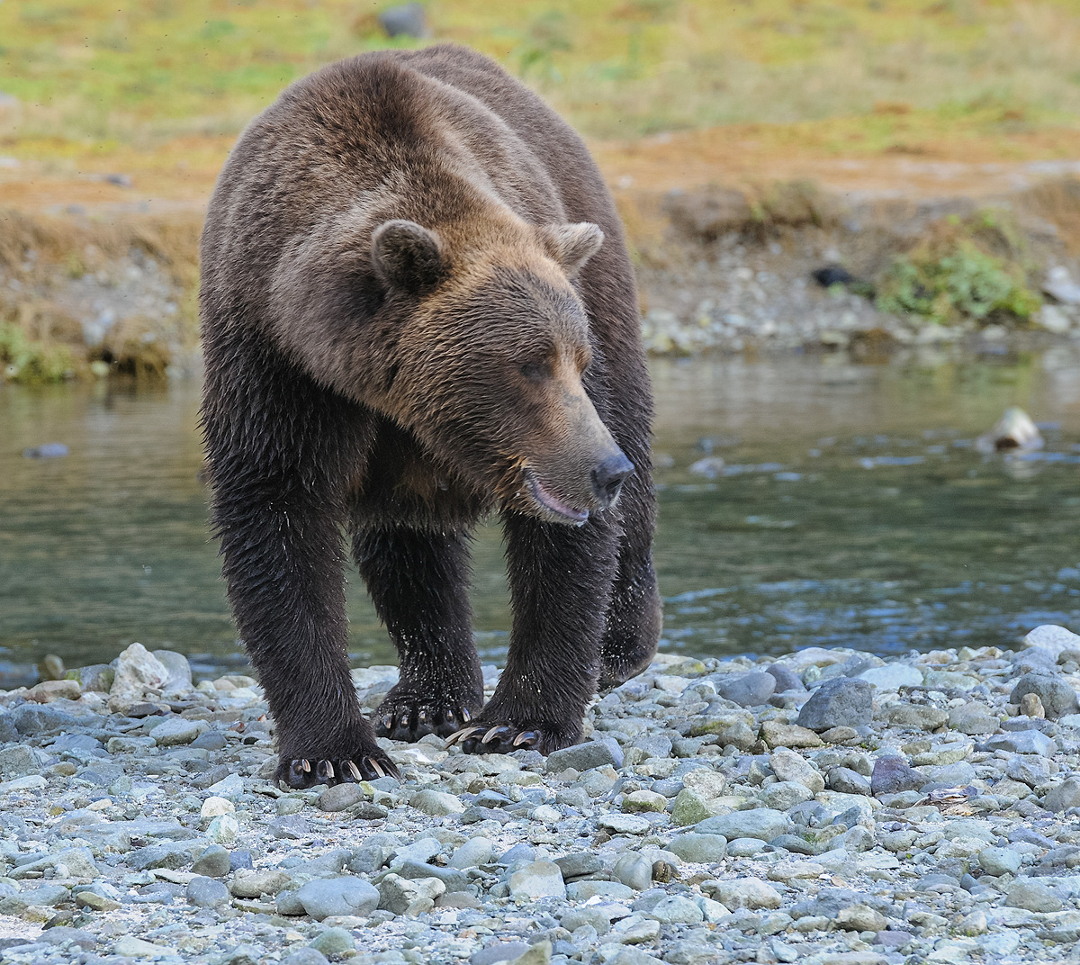Single Brown bear takes a warning pose—head down, ears forward, listening for signals—toward other bears who are encroaching...