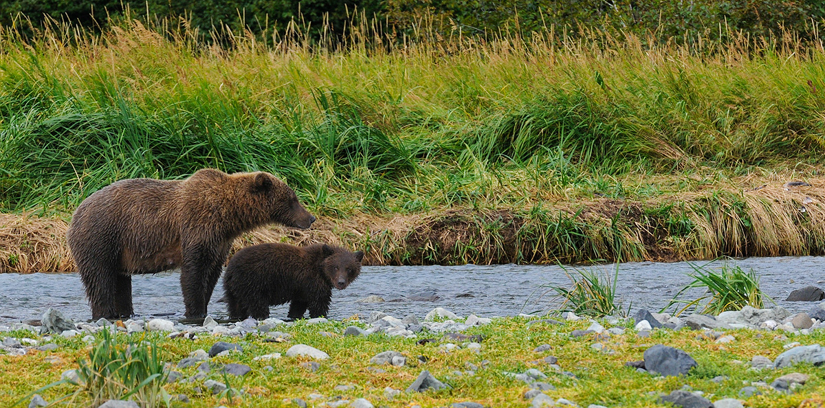 Mother Brown bear hovers over her cub, teaching it how to fish, protecting it from older males who are in the vicinity on a river...