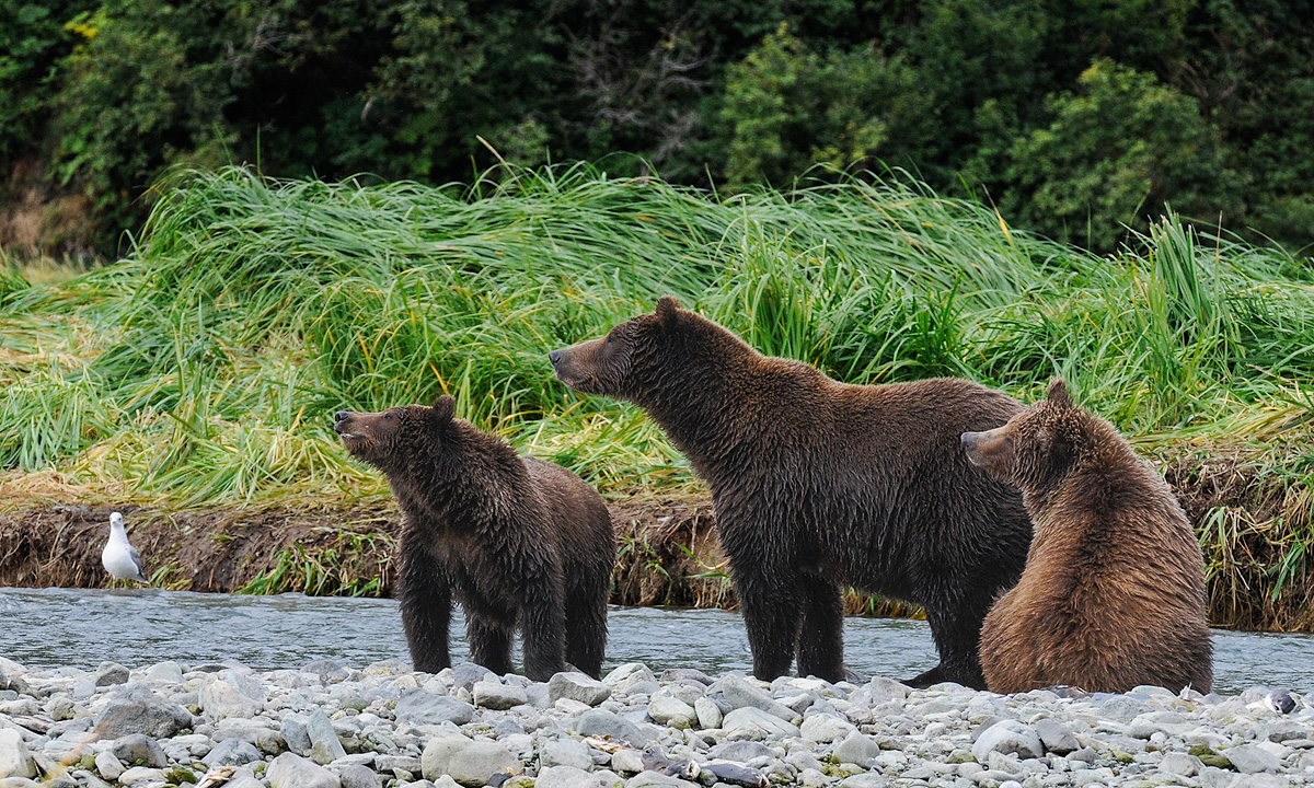 Mother Brown bear and two cubs sniff the air to pick up the scent of predators and prey in Geographic Harbor, Katmai NP. Photo...
