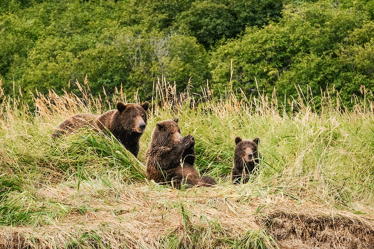 One of two cubs seems to be playing patty cake while the mother and sibling rest in the grass near a stream in Geographic Harbor...