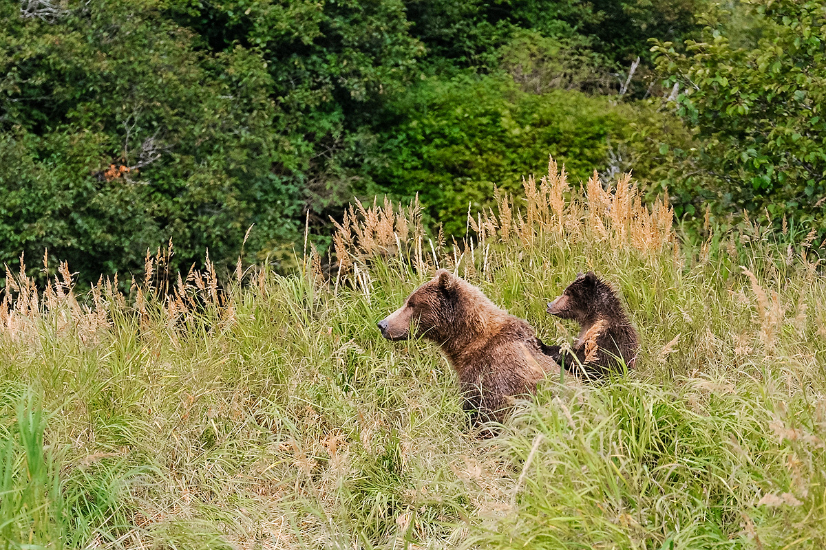 Young Brown bear cub peers over his mother's shoulder to see what has caught her attention. The sow is warning her cubs to be...