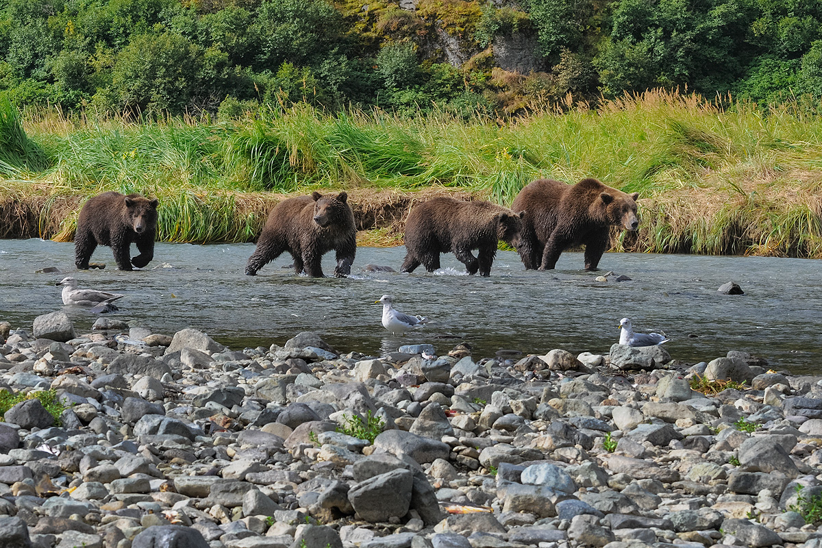 Mother Brown bear leads three cubs up a stream in Geographic Harbor, Katmai NP. Photo © copyright by Michele Faucher.