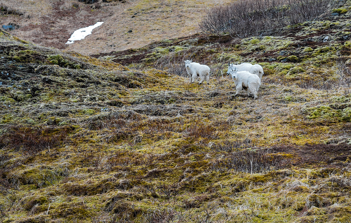 Two adult and a juvenile mountain goat, high on the flanks of Heitman Mountain, above Middle Bay on Kodiak Island. Photo © copyright...