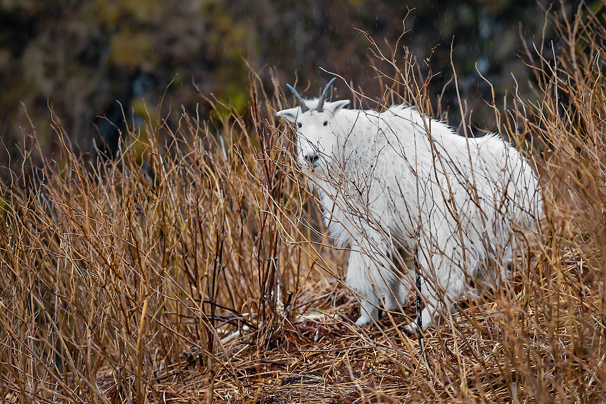 Solo adult mountain goat pauses on the side Heitman Mountain, high above Womens Bay on Kodiak Island, to evaluate the photographer...
