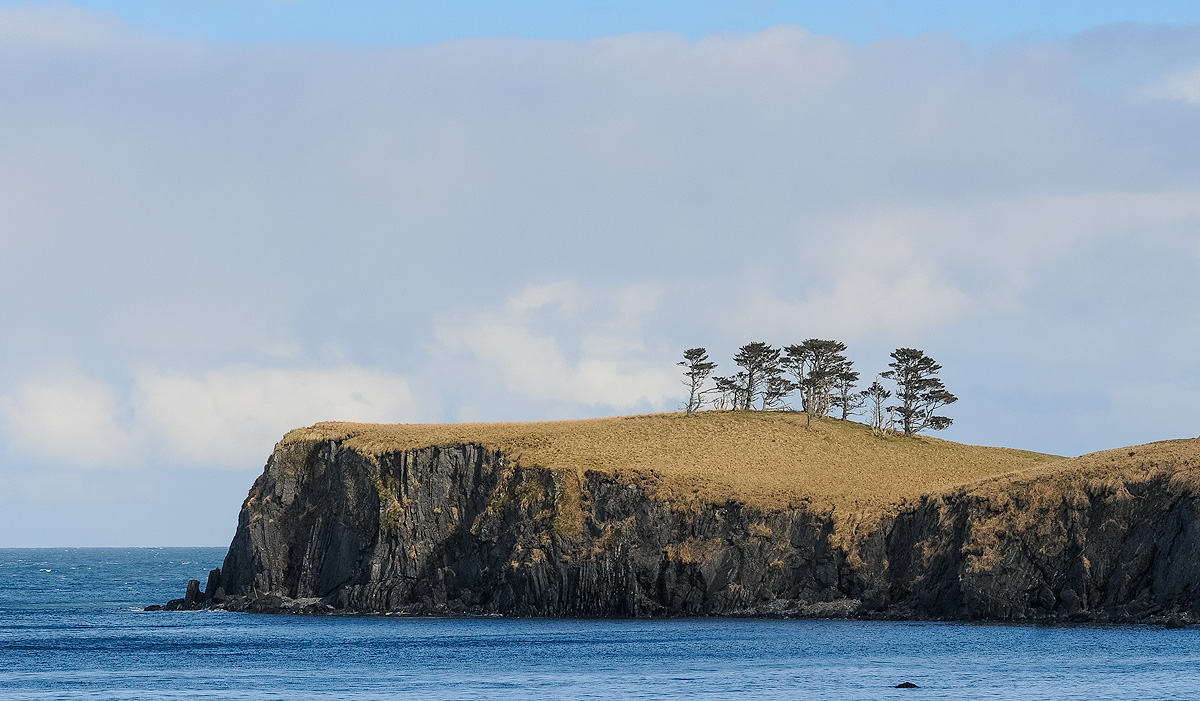 Conifers struggle for survival on the windy crest of Castle Bluff on Long Island, as viewed from Vera Bay. Photo © copyright...