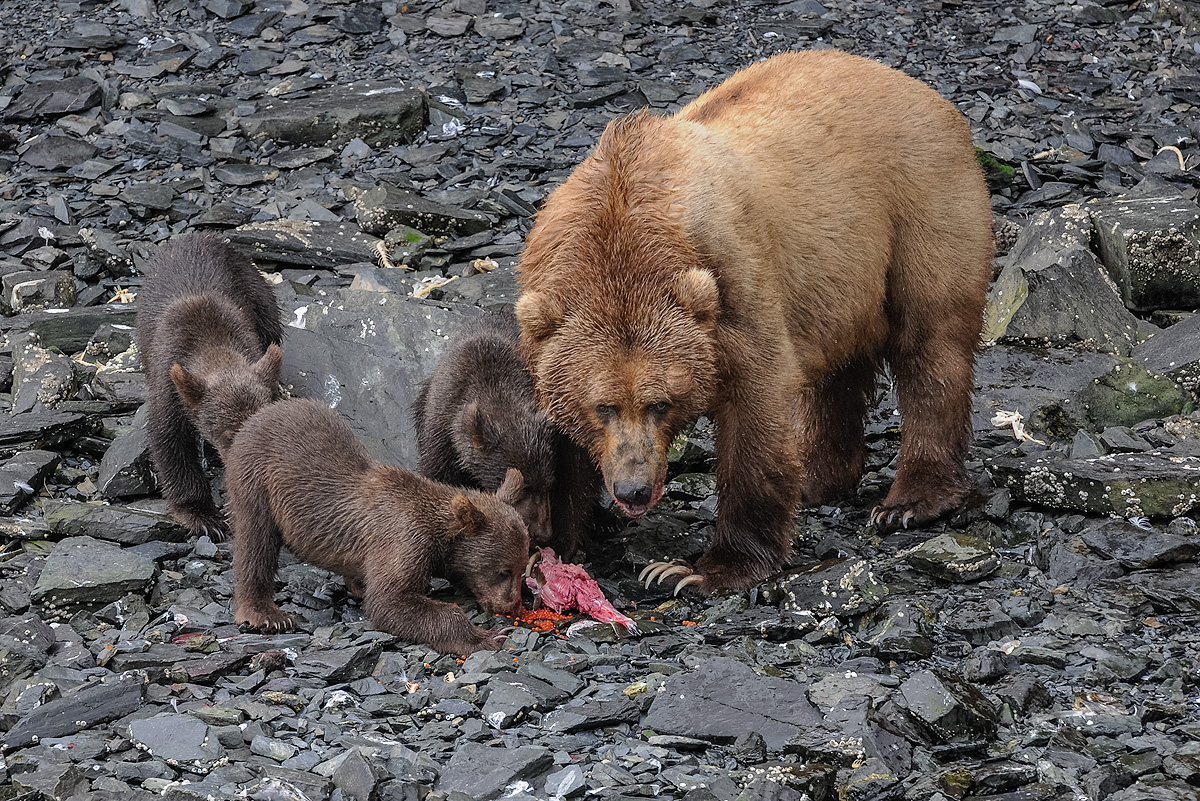Mother Brown bear lets her three cubs feed on a hen salmon and its roe on the rocky beach of Kitoi Bay, Kodiak Island. Photo ©...