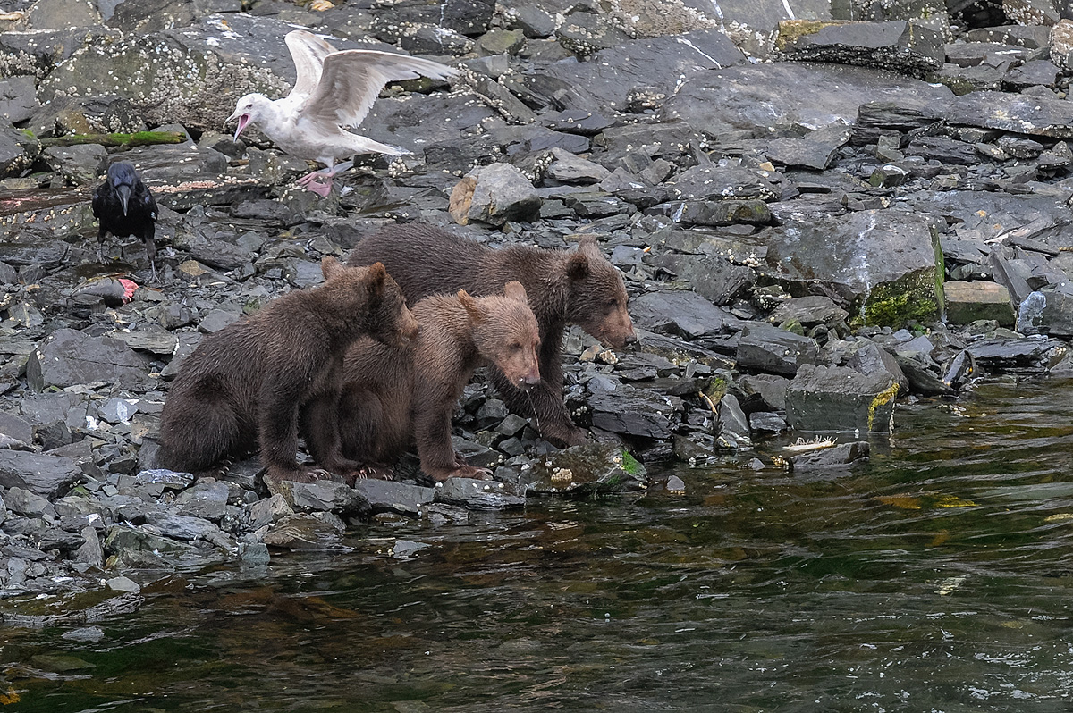 Three Brown bear cubs look mornfully at the salmon in the stream, hoping their mother will provide them with more to eat. Meanwhile...