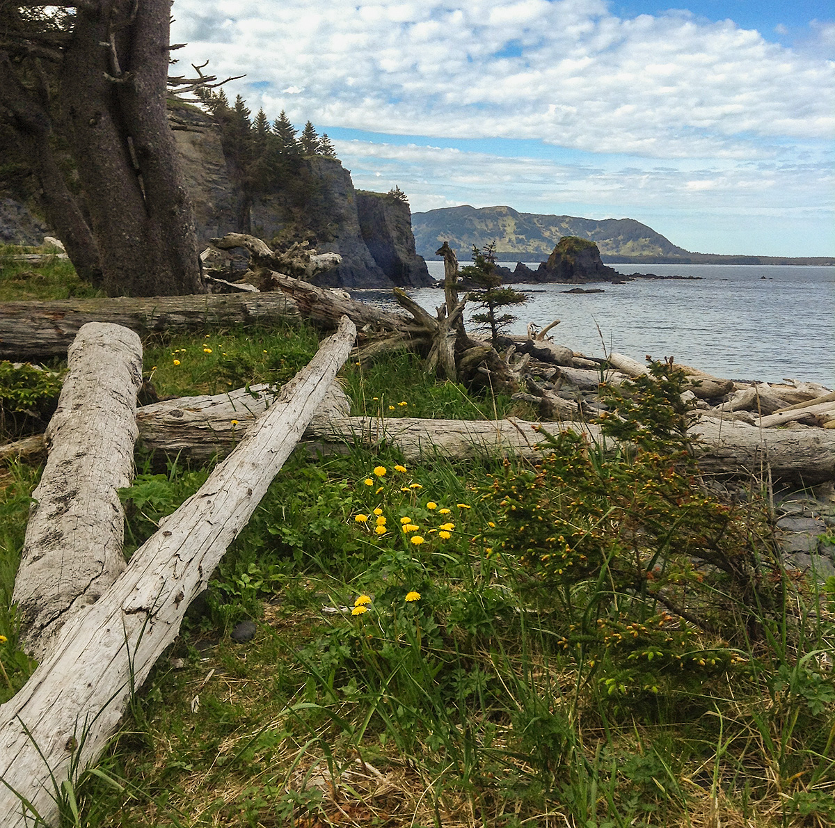 Driftwood collects along the shore of a remote beach on Kodiak Island. Photo © copyright by Michele Faucher.