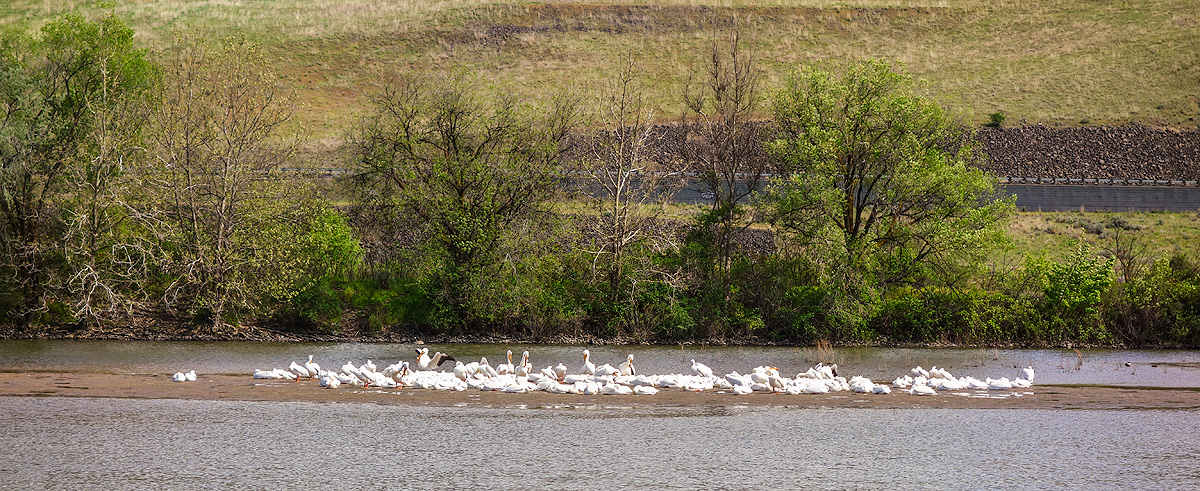 Flock of White pelicans rest and preen on a sandbar in the Snake Riverr