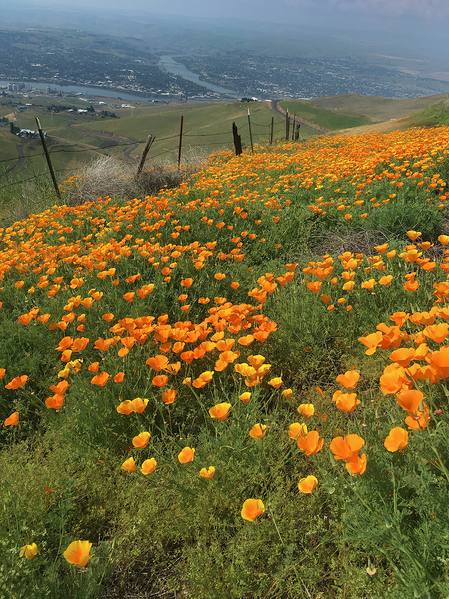 California Poppies flourish on the hillside overlooking the confluence of the Greenwater and Snake rivers by Lewiston, Idaho...