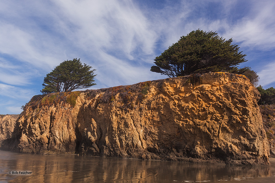 Stunted, twisted, bent, wind-blown trees, Krummholz, sit atop the bluff headlands of MacKerricher SP as the constant winds responsible...