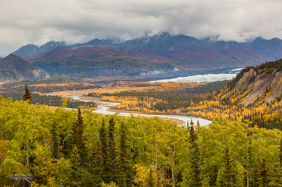 Fall colors develop along the Matanuska River below the glacier's terminus and on the surrounding hillsides