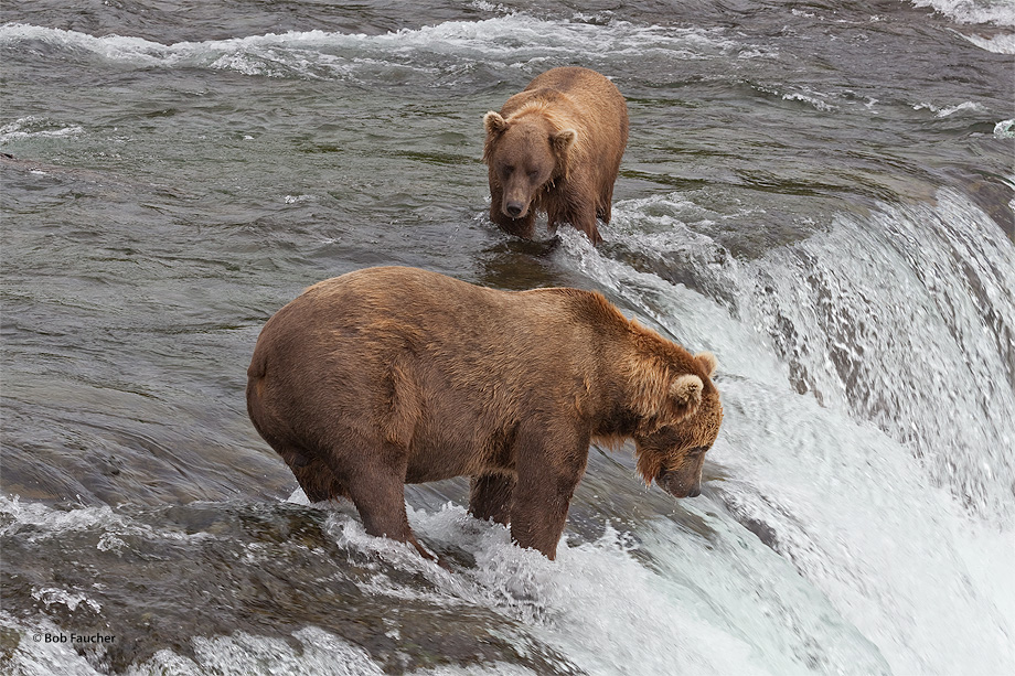 Young bear seeks acceptance within the older bear's zone of security