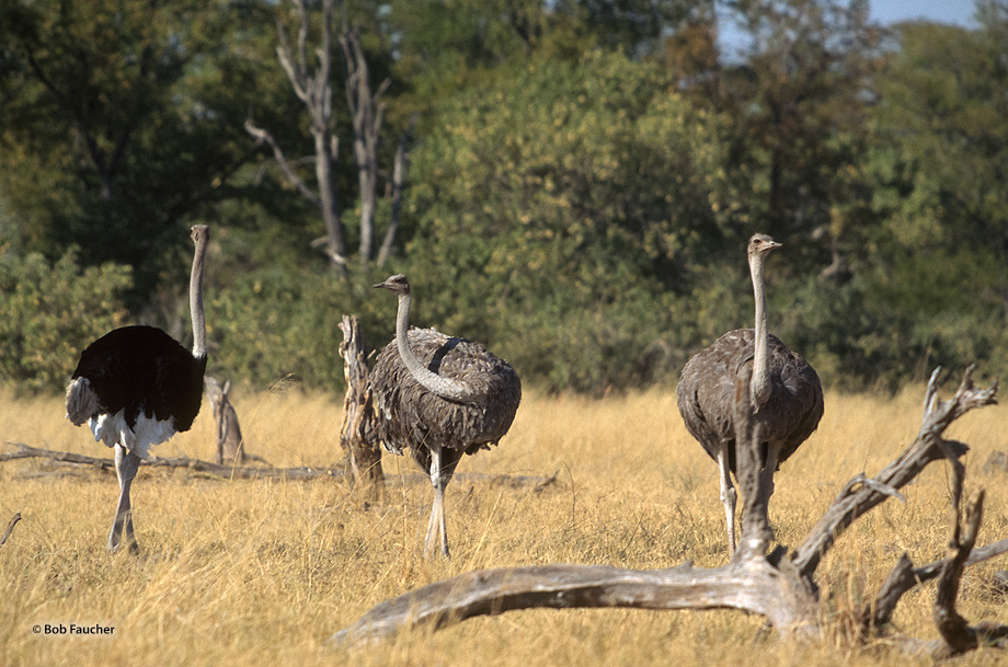 Two female and one male ostrich (Struthio camelus)