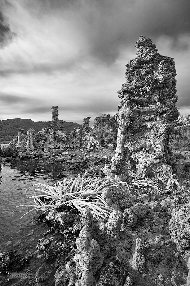 Skeletal remains of rabbitbrush at the foot of a tufa tower along the banks of Mono Lake catch early morning light under heavy...