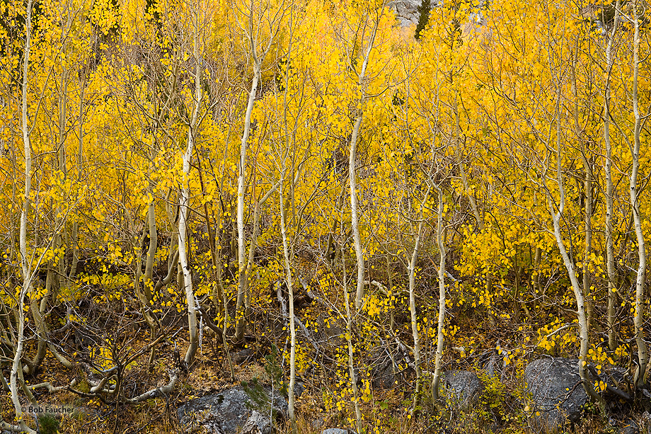 A colony of young aspens, with their twisted trunks and uniformly colored leaves, grows along the rocky shore of the South Fork...