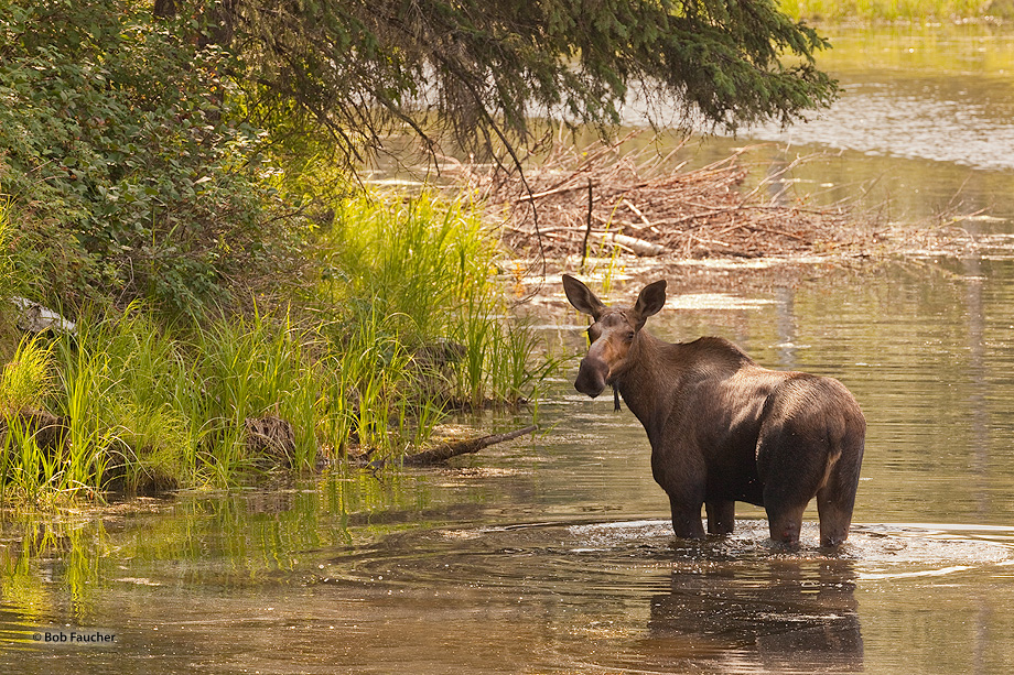 Moose cow, disturbed from her feeding in the Chena River, looks at the photographer to assess the possible threat he poses.