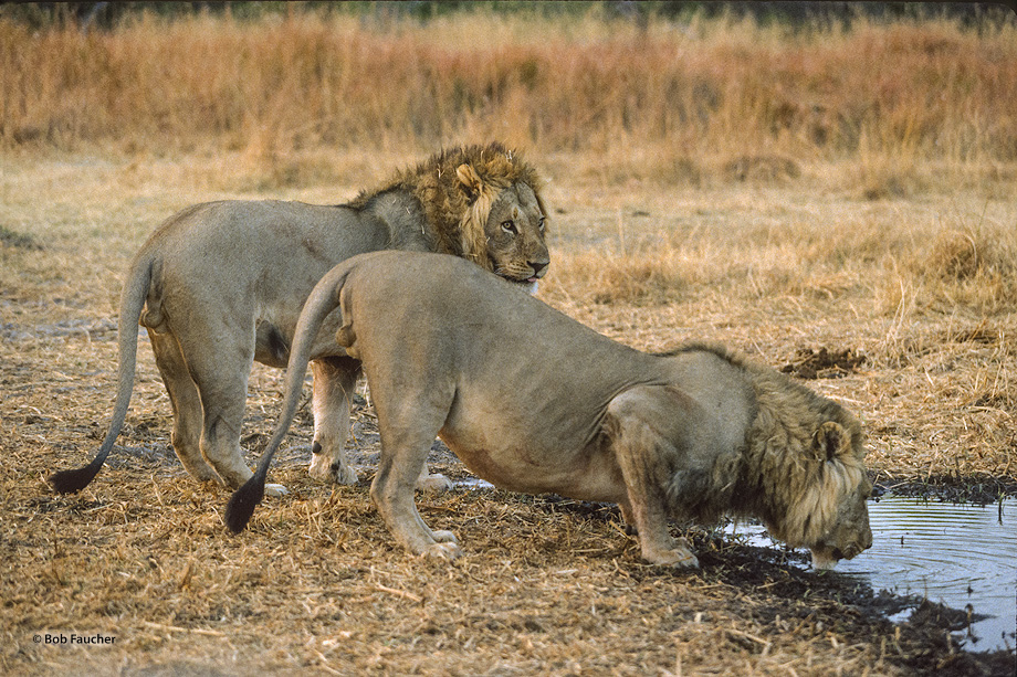 Early morning finds two young male lions stopping at a watering hole for a drink