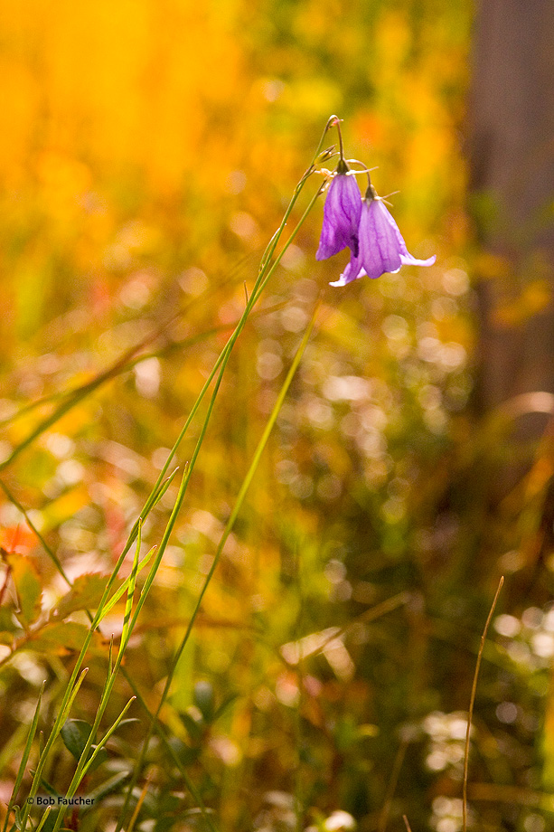 A pair of Mountain Bluebells (Campanula rotundifolia)&nbsp;growing on the forest floor in the Maroon Bells-Snowmass Wilderness...