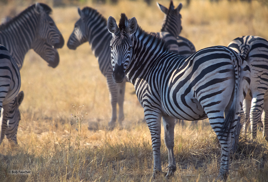 The plains zebra (Equus quagga) is the most common and geographically widespread species of zebra. The plains zebra is a highly...
