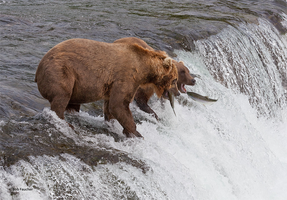 The larger bear appears to be telling the smaller when to stretch out and catch the fish